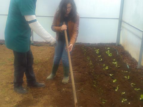 Plantação de batatas.